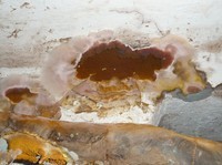 Obr. 1: Ukzka napaden devn hmoty devokaznou houbou – devomorkou domc