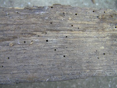 Obr. 3: Detailn pohled na devn prvek s vletovmi otvory po devokaznm hmyzu