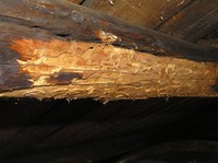 Obr. 2: Ukázka napadení dřevní hmoty dřevokazným hmyzem – tesaříkem krovovým