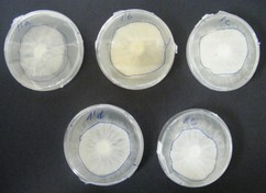 Obr. 11: Kultivace S. lacrymans na Petriho miskách, blocích ovesných vloček 10 × 10 × 1,5 cm a dřevěných špalíčcích. Dále kolonizace substrátu sledována měřením dýchání (spotřeby kyslíku) v uzavřených lahvích opatřených elektronickým měřičem poklesu tlaku „System OxiTop® Control“ [17]