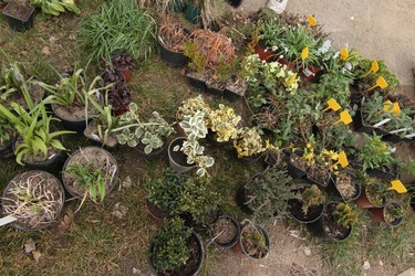 Foto 4: Rostliny připravené pro zasazení do vertikální zahrady.