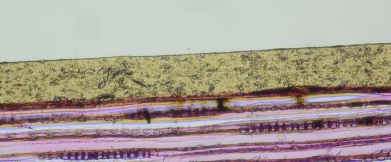 Obr. 3: Mikroskopický snímek řezu nátěrem na dřevu