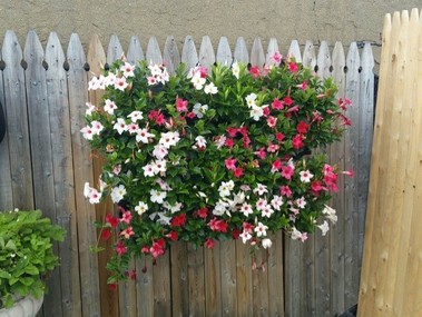 Živá zelená stěna s letními květinami – FLOWER COMPANY