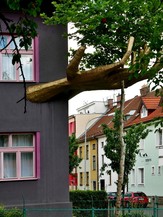 Strom chrnn rukama – Kristkv dm (autor Ing. arch. Petr Brandejsk)