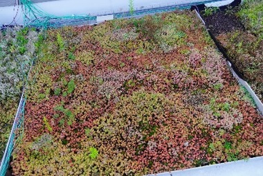 Obr. 3a Súčasný stav vzoriek strechy s doskami Stered s predpestovanou vegetáciou: vzorka vľavo bola na jar pohnojená pomaly rozpustným hnojivom pre extenzívnu zeleň, vzorka vpravo je bez hnojenia