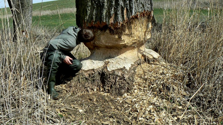 Průměr zničeného kmene stromu vypovídá o jeho věku (Foto – Povodí Moravy, s. p.)