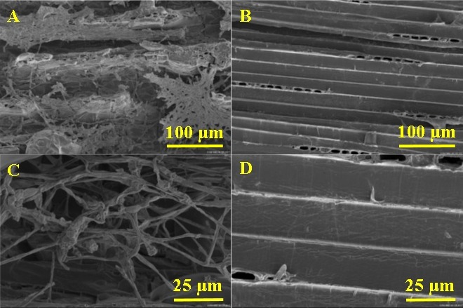 Obr. 5: Snímky struktury smrkového dřeva z rastrovacího elektronového mikroskopu, kde vzorky A a C jsou kontrolní bez ošetření. Vzorky B a D jsou ošetřeny nanočásticemi selenu a kultivovány houbou (VUT Brno)