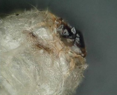 Obr. 3c: Larva a dospělý jedinec tesaříka krovového (Hylotrupes bajulus L.), včetně detailů kusadel (Thermo Sanace s.r.o.)