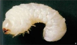 Obr. 4c: Larva červotoče proužkovaného (Anobium punctatum L.) [9]