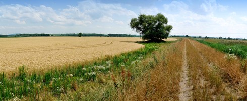 Vyprahlá zemědělská krajina vlevo, vpravo nově vzniklé biotopy (Foto: Ing. arch. Petr Brandejský)