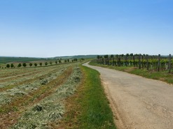 Krajina s biokoridory a vinicemi (Fotografie – Petr Brandejsk)