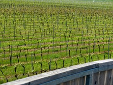 Prhled na vinohrady (Foto: Petr Brandejsk)