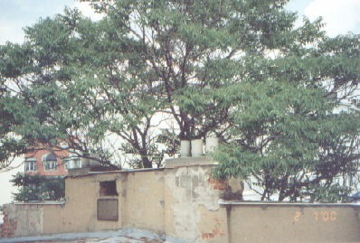 Obr. 1. Rozvinutá koruna stromu zastiňující okolní zástavbu