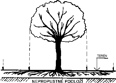 Obr. 5. Schéma půdorysu koruny a zakořenění stromů v mělké půdě na nepropustném podloží