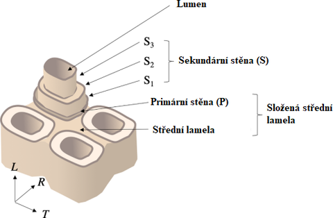 Obr.&nbsp;1 Struktura d�evn� bu�ky – orienta�n�&nbsp;[1]