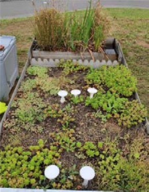 Obr. 5b. Plocha bez biocharu. Fotografováno 08/2022 – dva roky po založení.