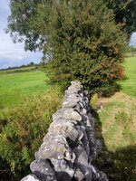 Zídky z vápence se zelení a vzdušnými mezerami – oblast Galway. Foto: Petr Brandejský