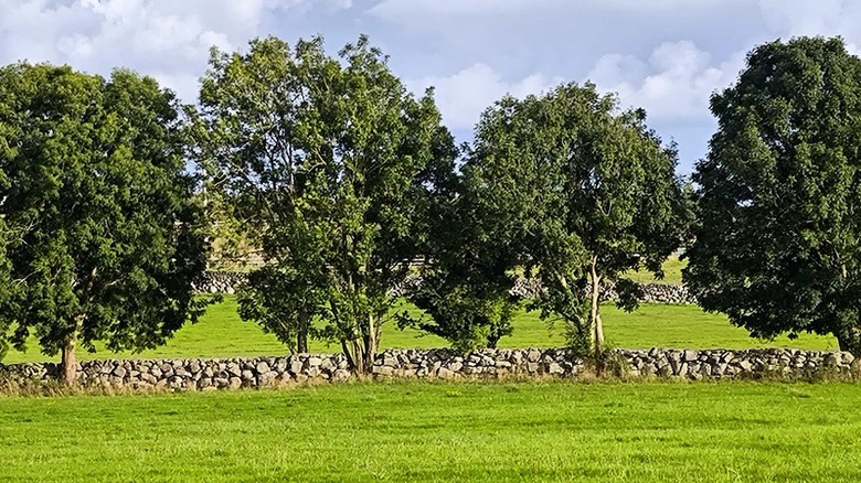 Všudypřítomné nekonečné zídky z vápence – oblast Galway. Foto: Petr Brandejský Všudypřítomné nekonečné zídky z vápence – oblast Galway. Foto: Petr Brandejský