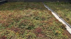 Obr. 2 Vývoj rozchodníkového koberce s následnou údržbou: b) po 3,5 letech – údržba provedena dosypáním suchých míst substrátem a doplněním řízků z téže střechy na prázdná místa (zdroj: archiv ČVUT UCEEB)
