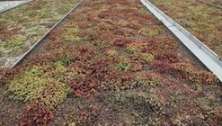 Obr. 3 Testovací pole – vývoj vegetace založené pomocí řízků s následnou údržbou: b) po 3,5 letech (zdroj: archiv ČVUT UCEEB)
