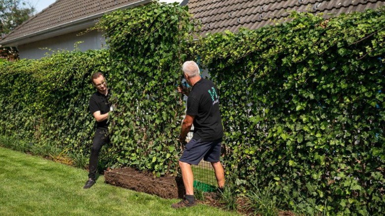 Zelené oplocení za jeden den? AS-GREEN FENCE - okamžité řešení živého plotu