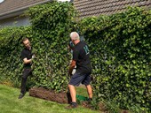 Zelené oplocení za jeden den?